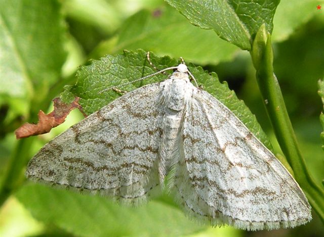 Mesotype verberata